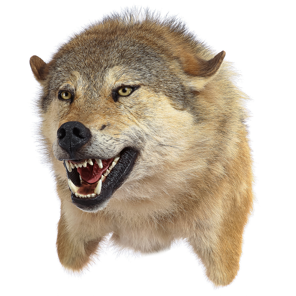 фото головы волка